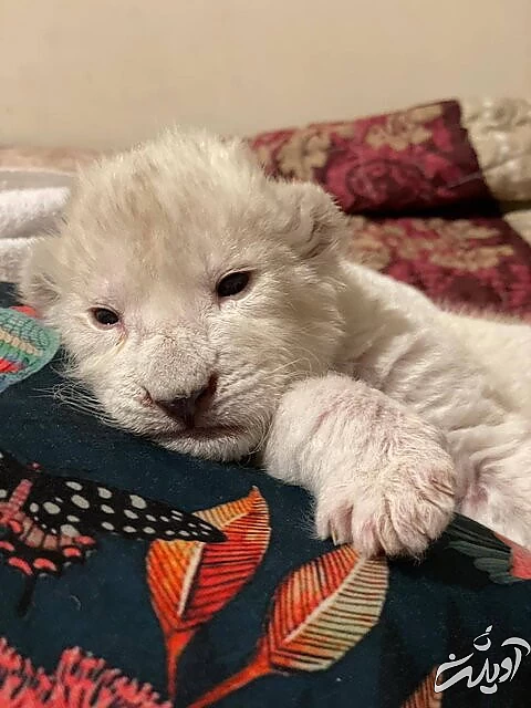 تولد یک شیر سفید3